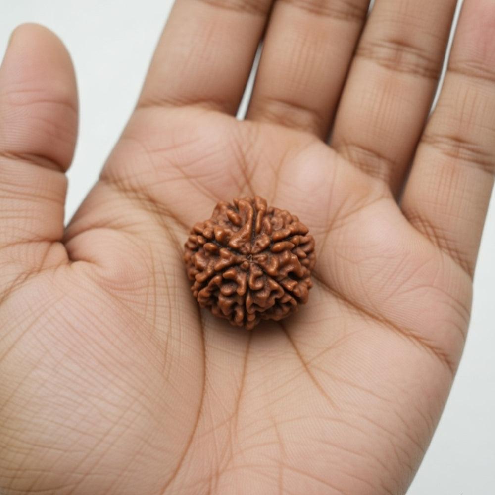Mahakal Siddh Nepal Origin 6 Mukhi Rudraksha