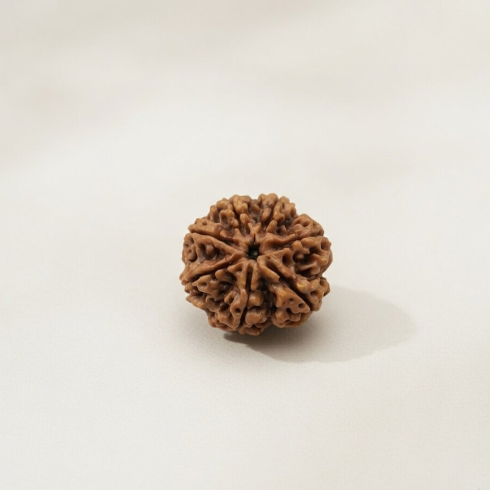 Mahakal Siddh Nepal Origin 7 Mukhi Rudraksha