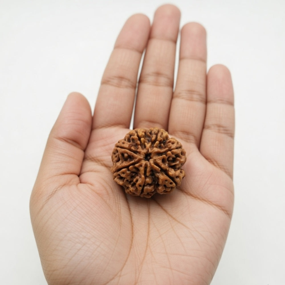 Mahakal Siddh Nepal Origin 7 Mukhi Rudraksha