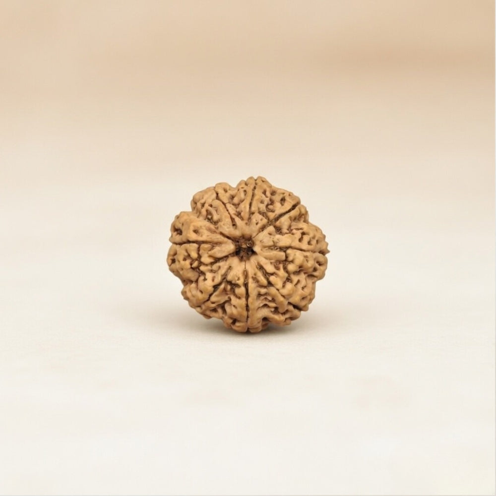 Mahakal Siddh Nepal Origin 8 Mukhi Rudraksha