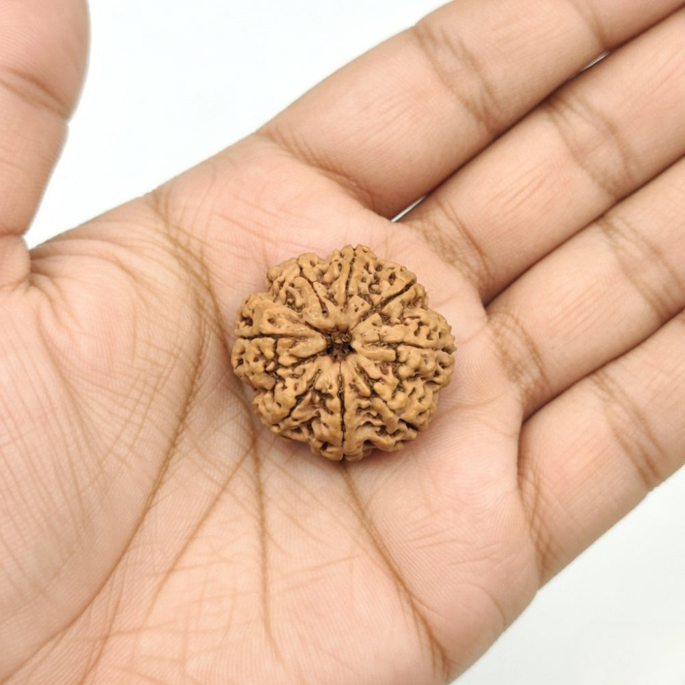 Mahakal Siddh Nepal Origin 8 Mukhi Rudraksha
