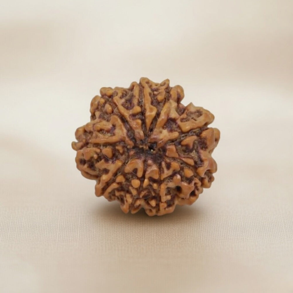 Mahakal Siddh Nepal Origin 9 Mukhi Rudraksha