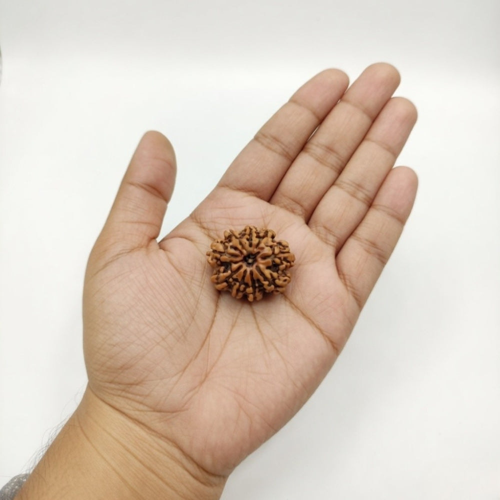 Mahakal Siddh Nepal Origin 9 Mukhi Rudraksha