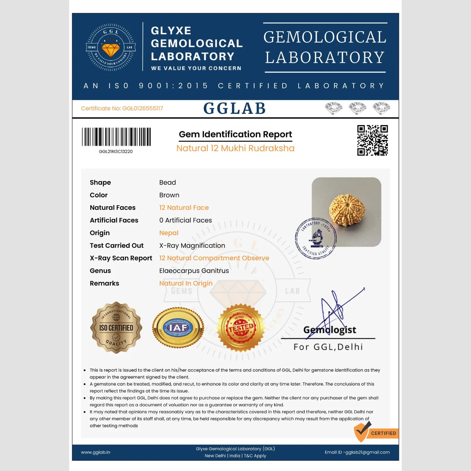 Mahakal Siddh Nepal Origin 12 Mukhi Rudraksha