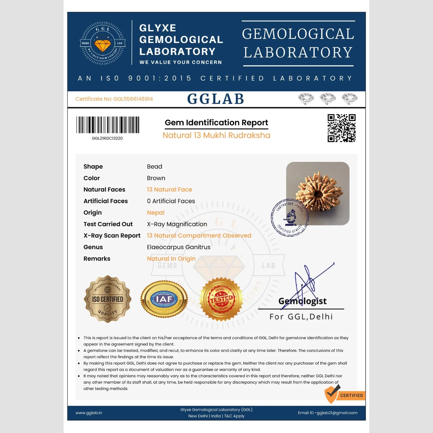 Mahakal Siddh Nepal Origin 13 Mukhi Rudraksha