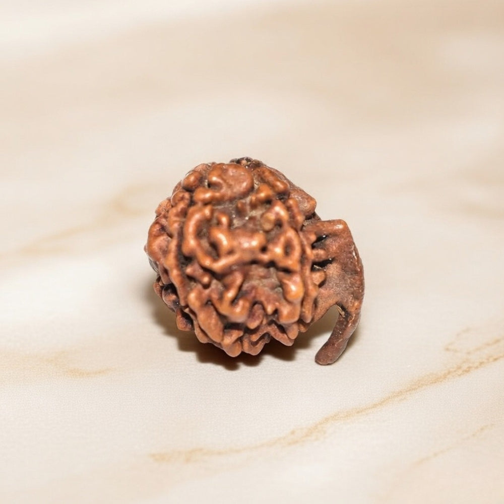 Mahakal Siddh Nepal Origin Ganesh Mukhi Rudraksha