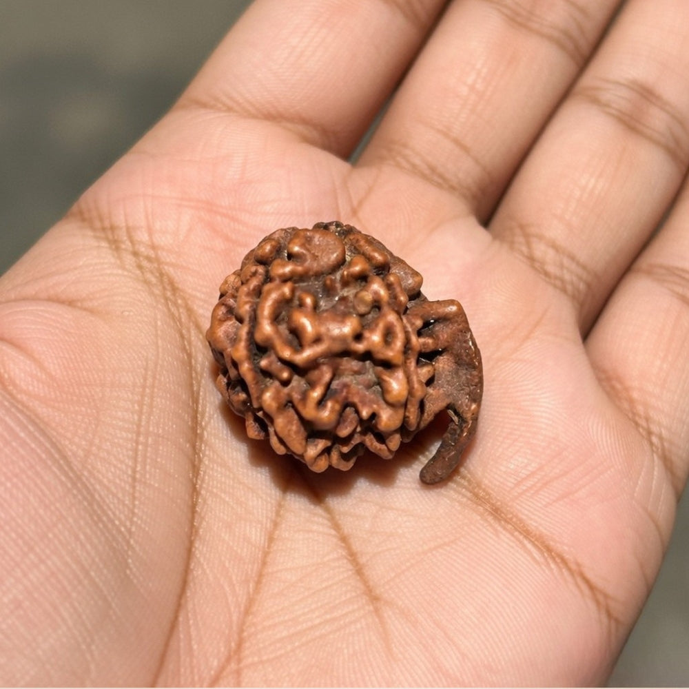 Mahakal Siddh Nepal Origin Ganesh Mukhi Rudraksha
