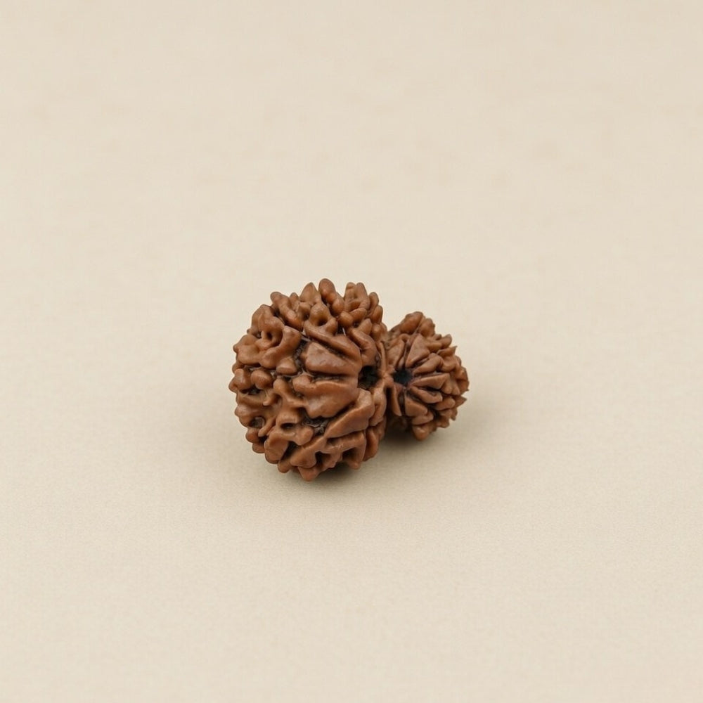 Mahakal Siddh Nepal Origin Garbh Gauri Rudraksha
