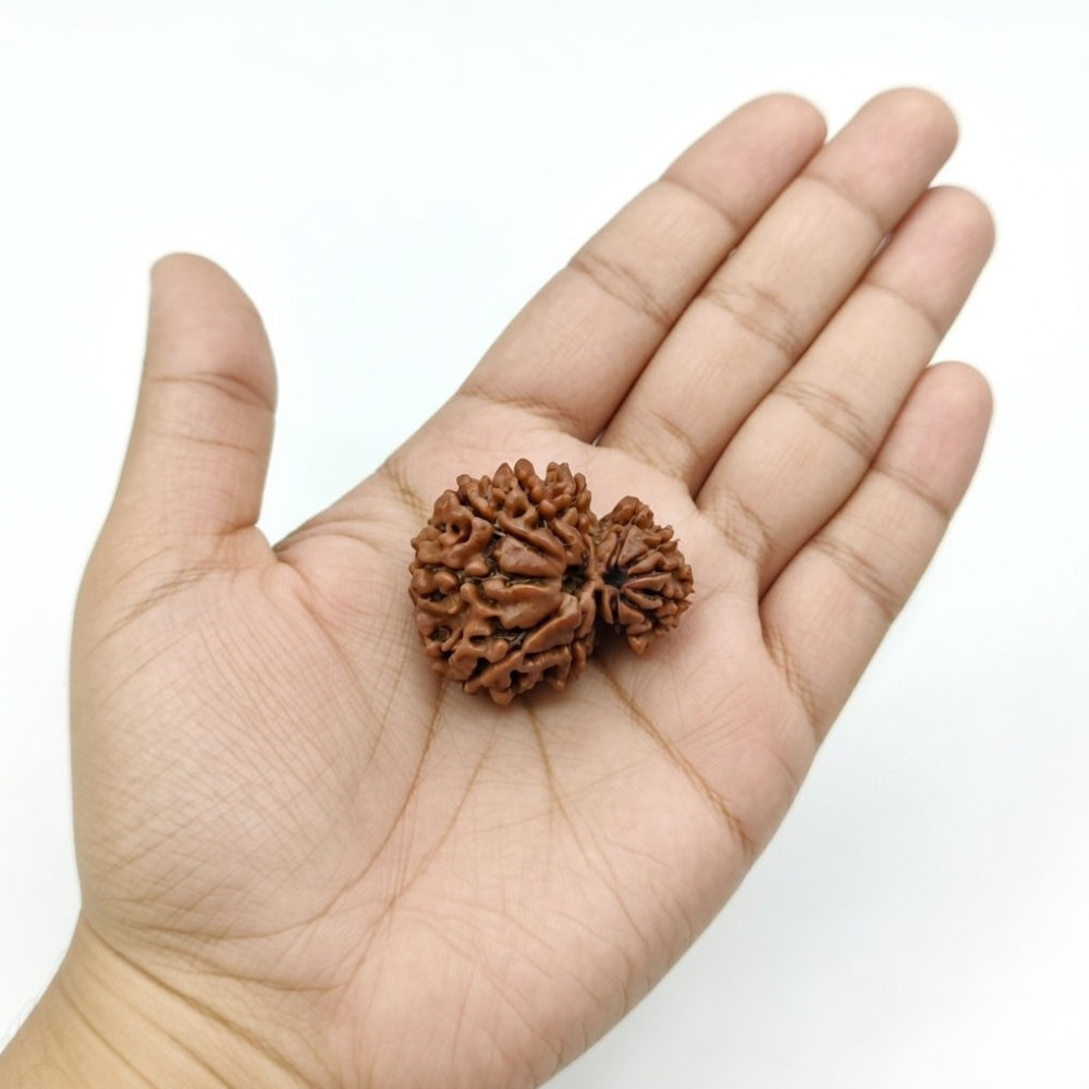 Mahakal Siddh Nepal Origin Garbh Gauri Rudraksha