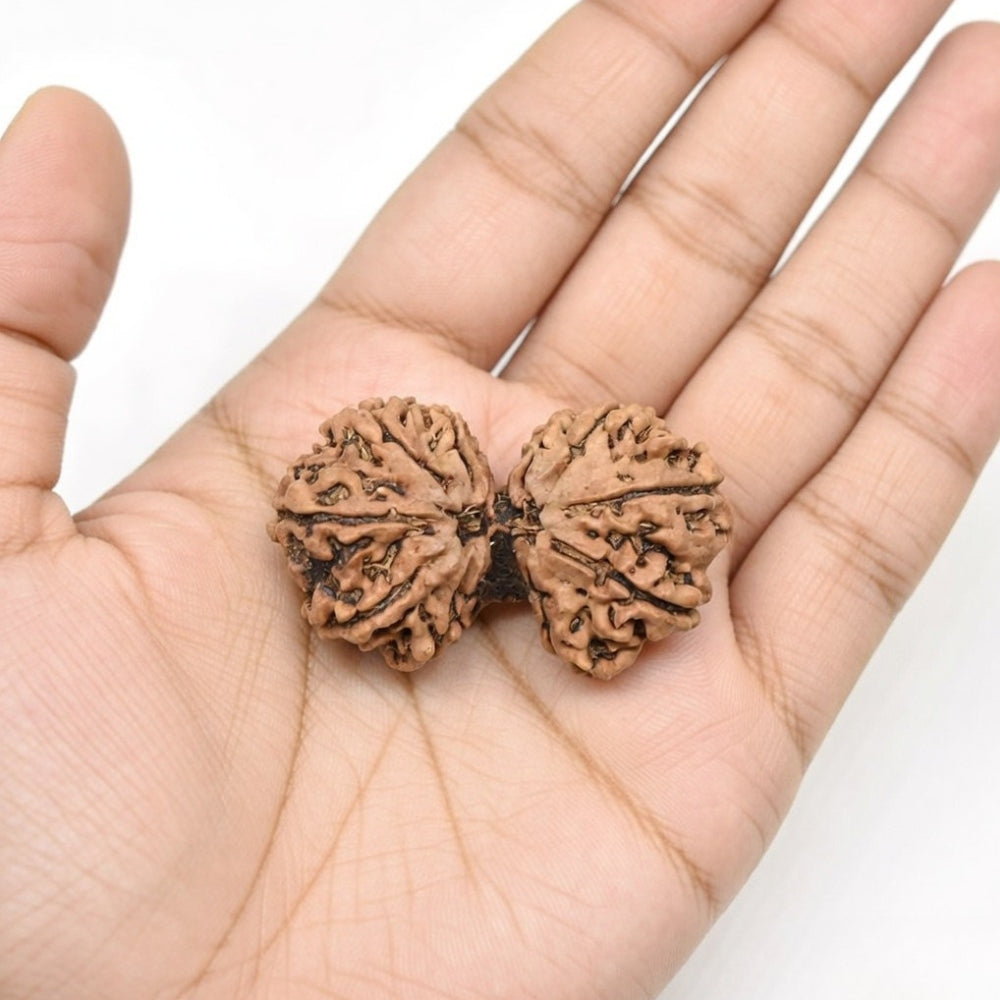 Mahakal Siddh Nepal Origin Gouri Shankar Rudraksha