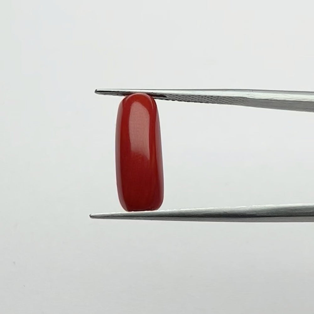Red Coral Cylindrical (Moonga)