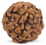 5 Mukhi Rudraksha