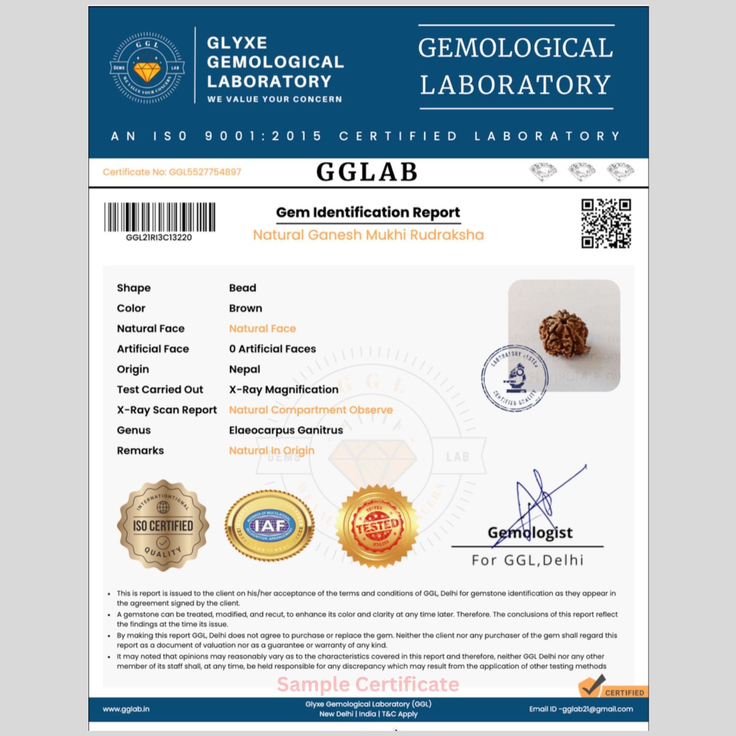 Mahakal Siddh Nepal Origin Ganesh Mukhi Rudraksha