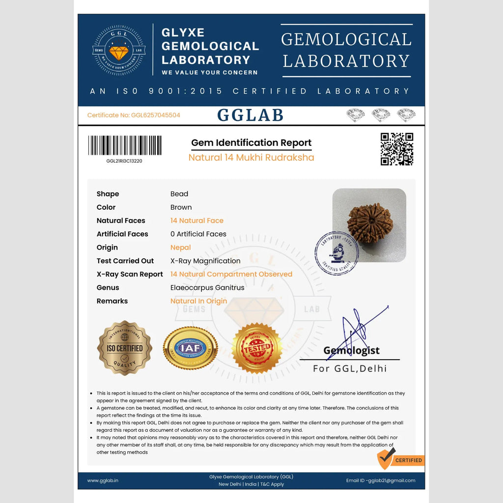 Mahakal Siddh Nepal Origin 14 Mukhi Rudraksha