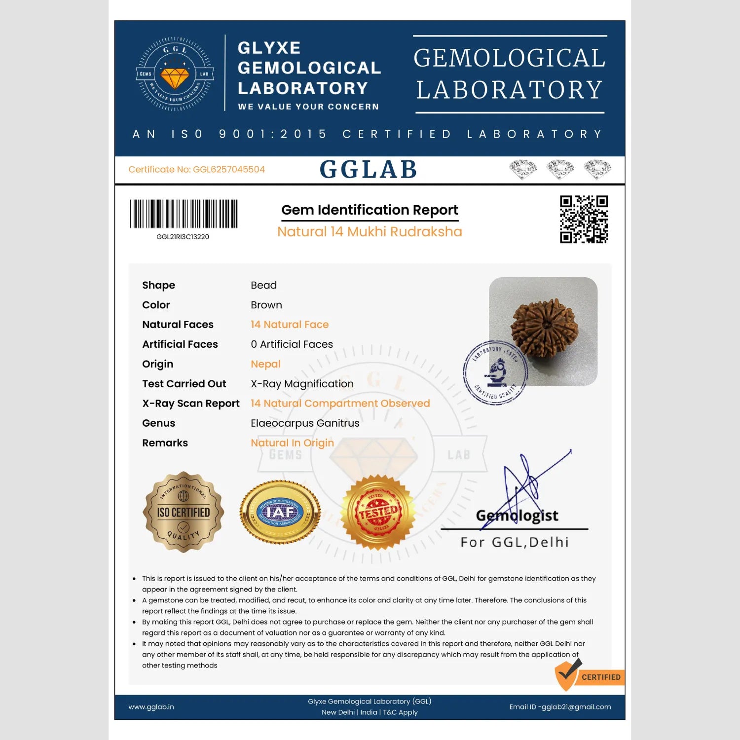 Mahakal Siddh Nepal Origin 14 Mukhi Rudraksha