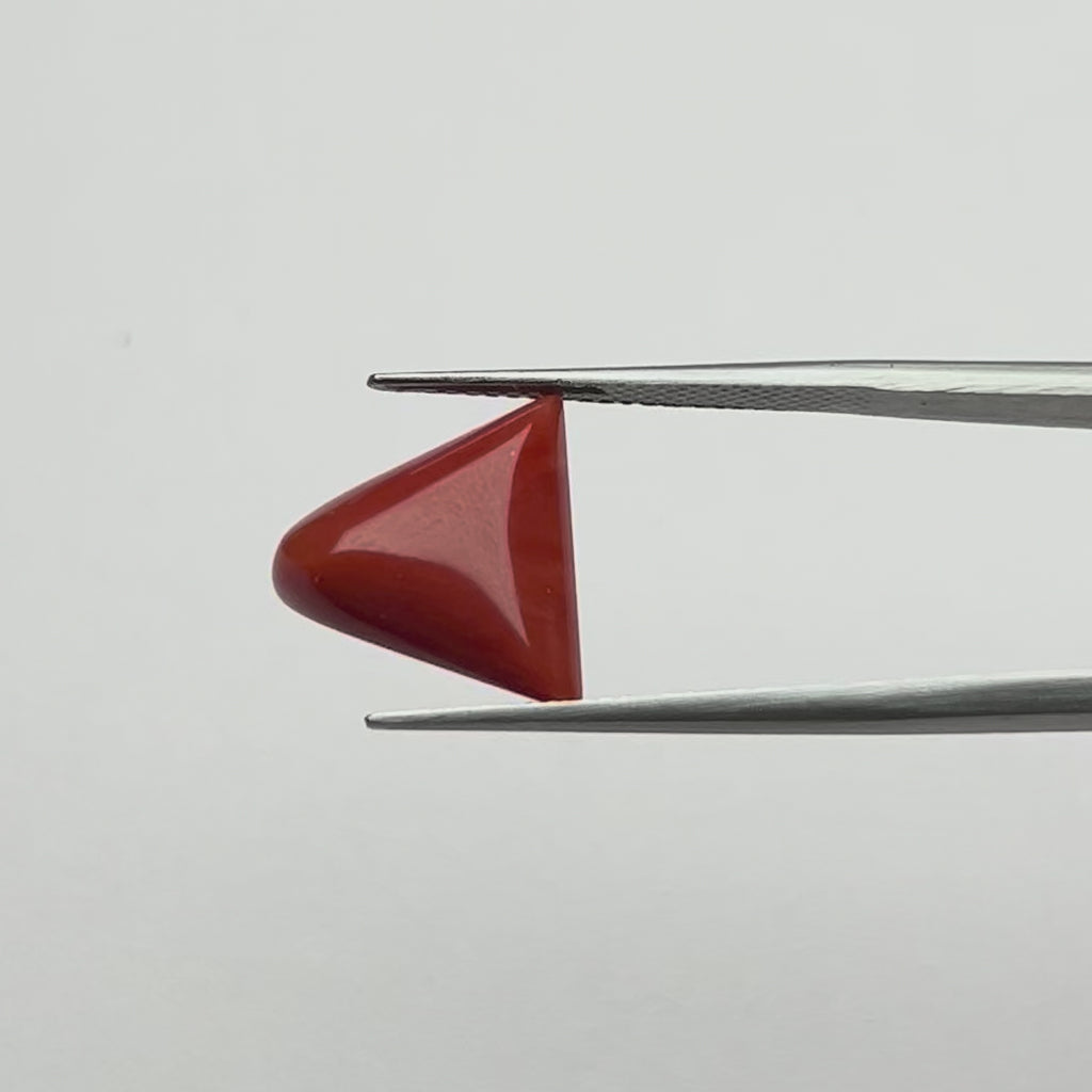 Red Coral Triangular (Moonga)