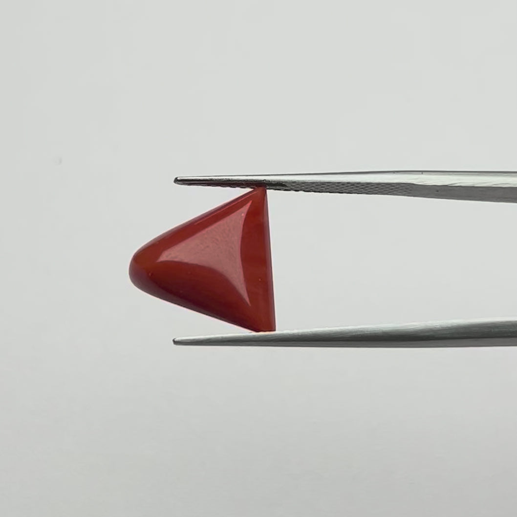 Red Coral Triangular (Moonga)
